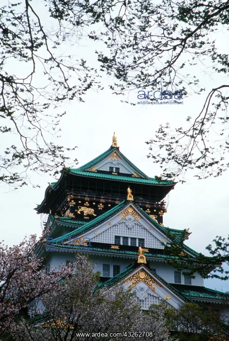 : Japan, Osaka. Osaka Castle and cherry blossom : Japan, Osaka. Osaka Castle and cherry blossom