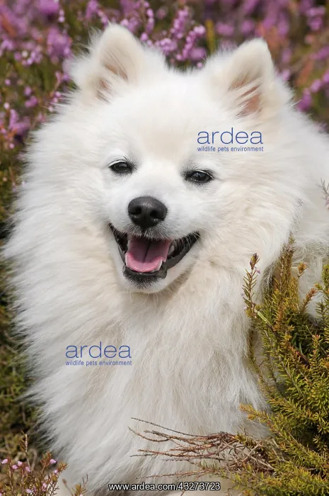 : Japan Spitz, sitting between flowering heather : Japan Spitz, sitting between flowering heather