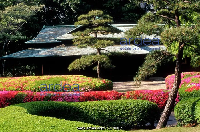 : Japan, Tokyo. Azaleas at the Imperial Palace : Japan, Tokyo. Azaleas at the Imperial Palace