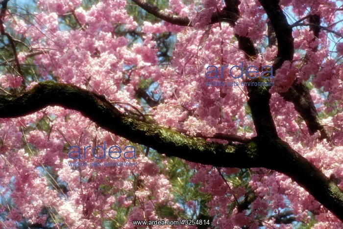 : Japan, Tokyo. Cherry blossom tree in bloom : Japan, Tokyo. Cherry blossom tree in bloom