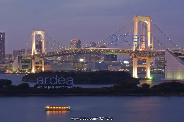 : Japan, Tokyo, Odaiba, Rainbow Bridge at : Japan, Tokyo, Odaiba, Rainbow Bridge at