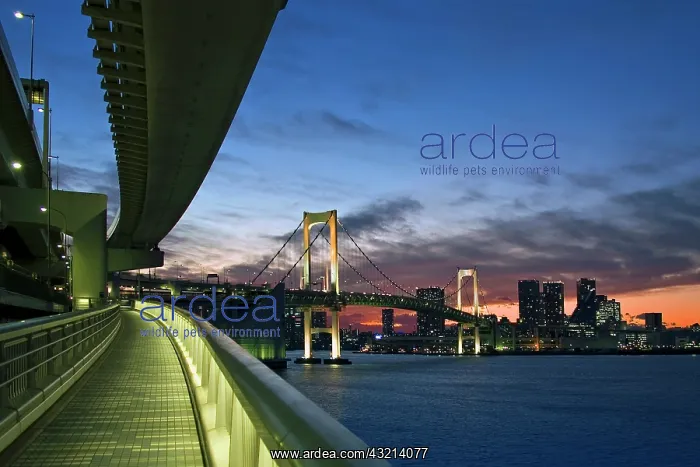 : Japan. Tokyo. Rainbow Bridge in Tokyo Bay : Japan. Tokyo. Rainbow Bridge in Tokyo Bay