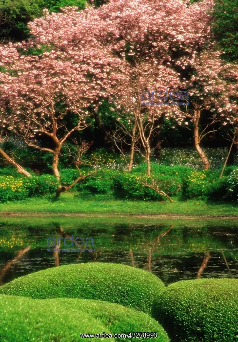 : Japan, Tokyo. Reflecting pond, Imperial : Japan, Tokyo. Reflecting pond, Imperial