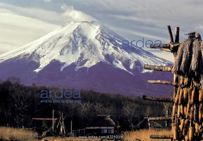 : Japan, Ushino Village. Shizuoka countryside : Japan, Ushino Village. Shizuoka countryside