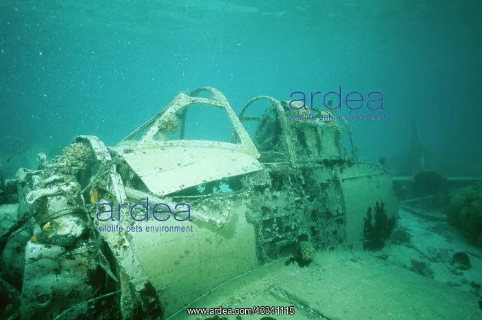 : Japanese Aircraft WRECK : Japanese Aircraft WRECK