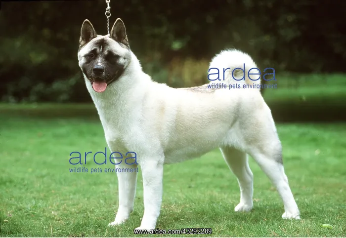 : JAPANESE AKITA DOG - full body portrait : JAPANESE AKITA DOG - full body portrait