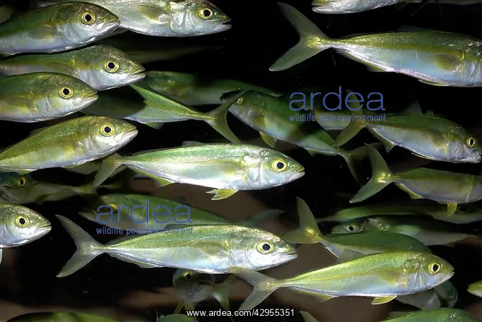 : Japanese Amberjack - shoal : Japanese Amberjack - shoal