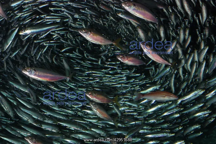 : Japanese Anchovy, shoal, pelagic in west Pacific : Japanese Anchovy, shoal, pelagic in west Pacific