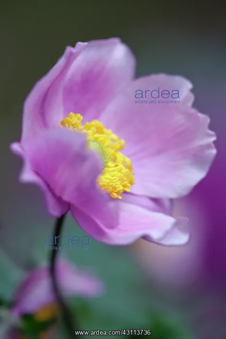 : Japanese anemone, Anemone x hybrida Serenade : Japanese anemone, Anemone x hybrida Serenade
