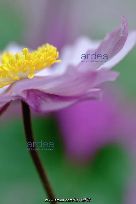 : Japanese anemone, Anemone x hybrida Serenade : Japanese anemone, Anemone x hybrida Serenade