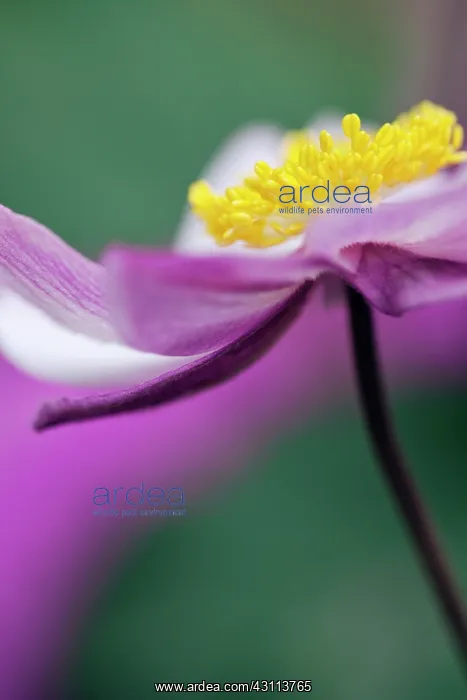  : Japanese anemone, Anemone x hybrida Serenade