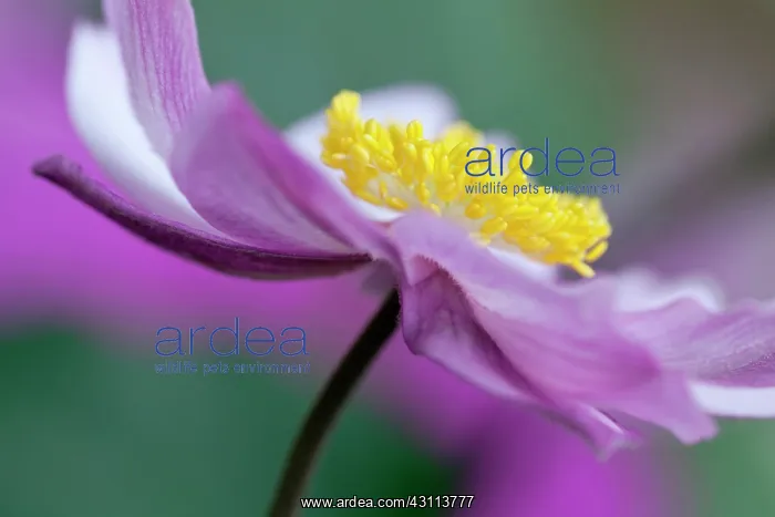 : Japanese anemone, Anemone x hybrida Serenade : Japanese anemone, Anemone x hybrida Serenade