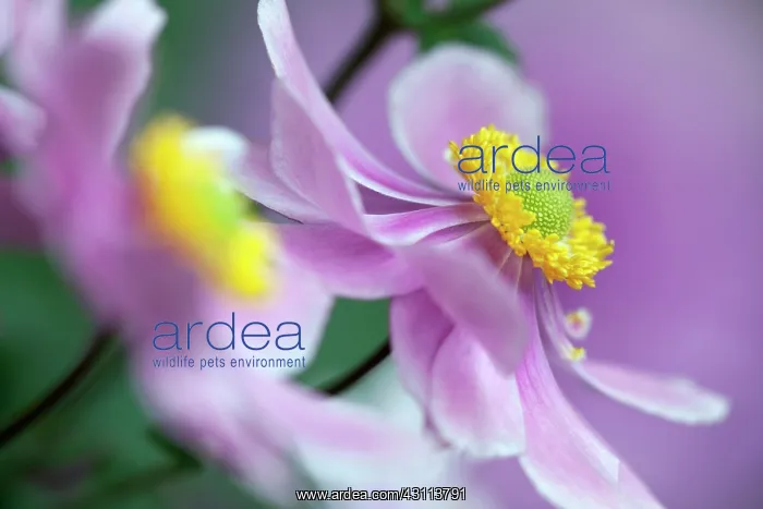 : Japanese anemone, Anemone x hybrida Serenade : Japanese anemone, Anemone x hybrida Serenade