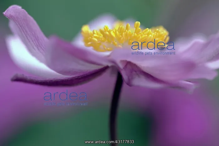 : Japanese anemone, Anemone x hybrida Serenade : Japanese anemone, Anemone x hybrida Serenade