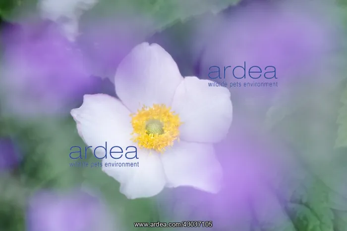 : Japanese Anemone - Norfolk UK : Japanese Anemone - Norfolk UK