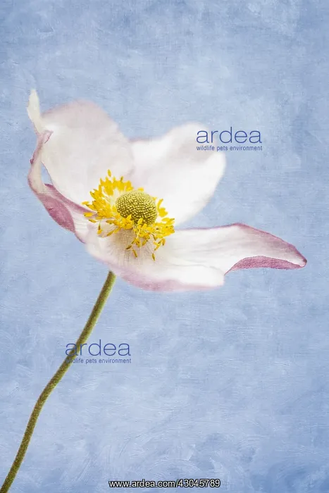 : Japanese anemone - Textured Image : Japanese anemone - Textured Image