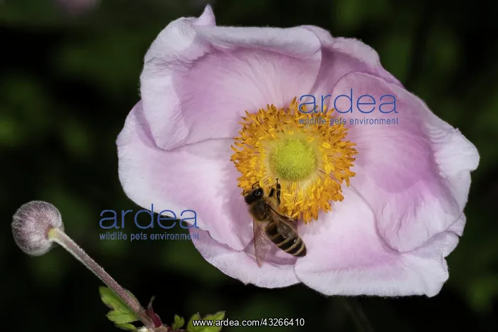 : Japanese anemone, thimbleweed or windflower (Anemone : Japanese anemone, thimbleweed or windflower (Anemone