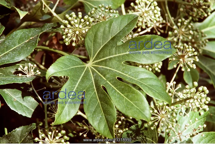 : Japanese Aralia : Japanese Aralia