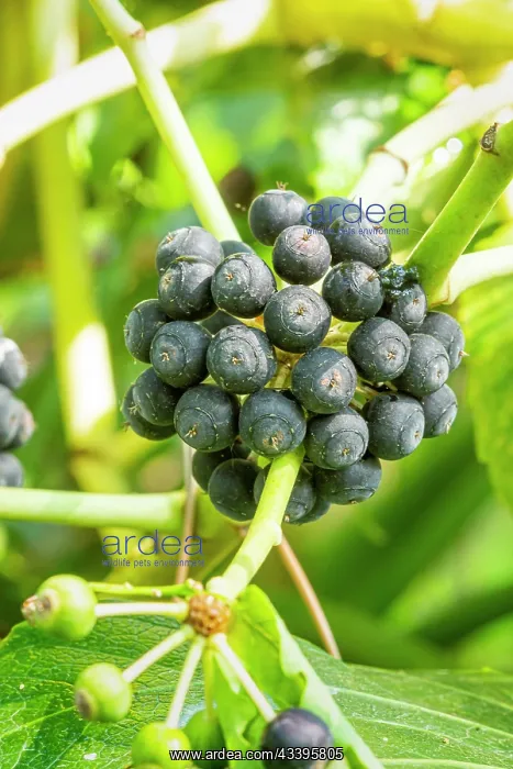 : Japanese Aralia (Fatsia du Japon) Moseri : Japanese Aralia (Fatsia du Japon) Moseri
