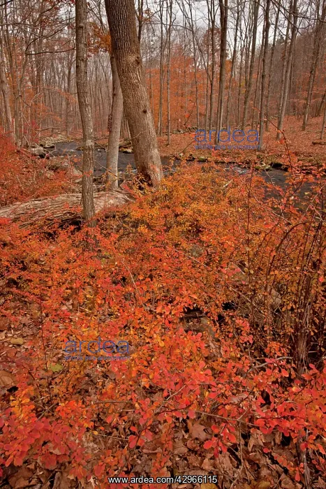 : Japanese Barberry / Thunberg's Barberry - by the : Japanese Barberry / Thunberg's Barberry - by the