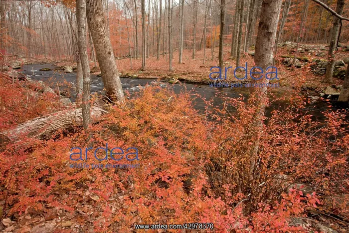 : Japanese barberry or Thunberg's Barberry : Japanese barberry or Thunberg's Barberry
