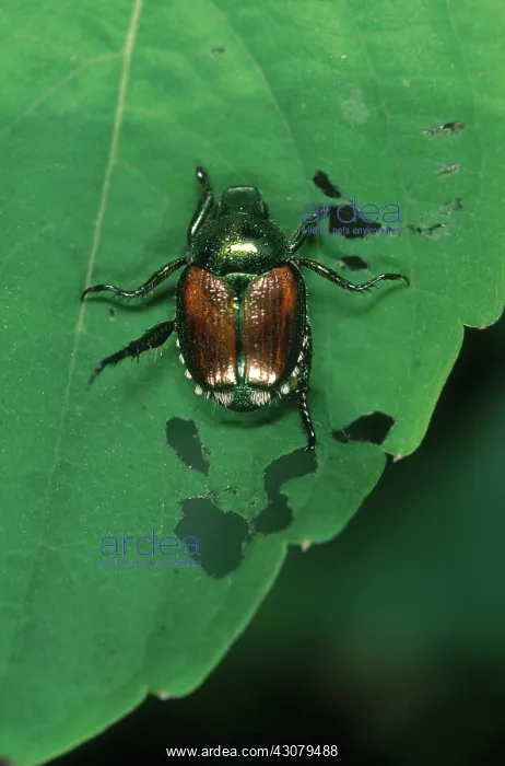 : Japanese Beetle : Japanese Beetle