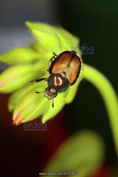 : Japanese Beetle : Japanese Beetle