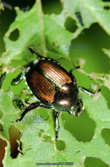 : Japanese Beetle : Japanese Beetle