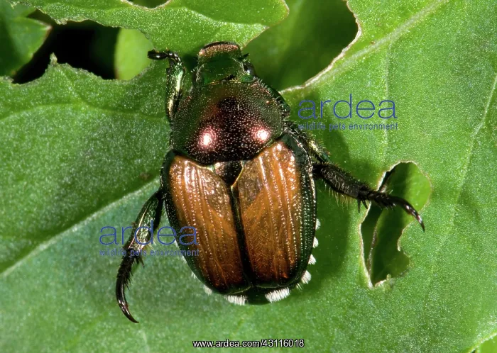 : Japanese Beetle : Japanese Beetle