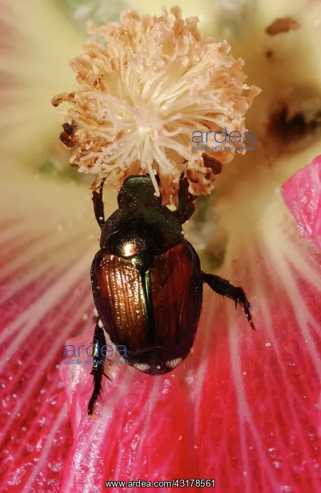 : Japanese Beetle : Japanese Beetle