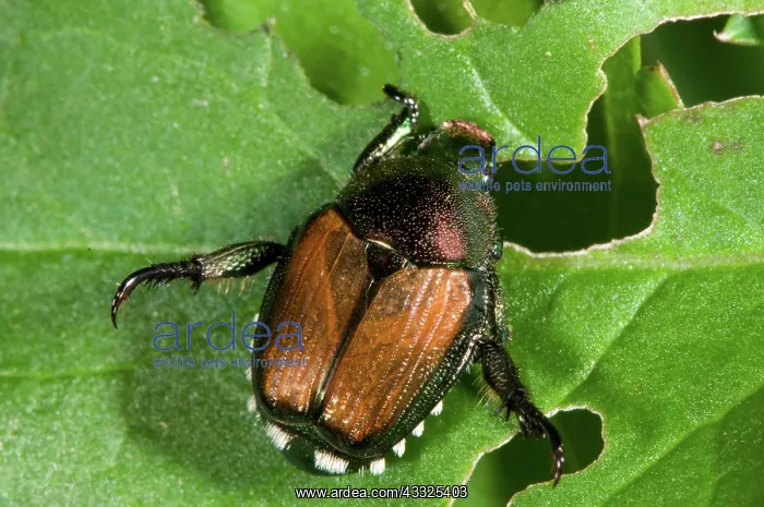 : Japanese Beetle : Japanese Beetle