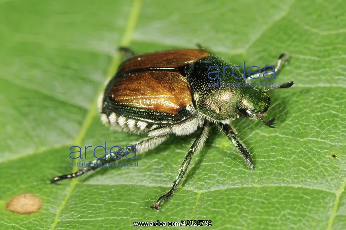 : Japanese Beetle : Japanese Beetle