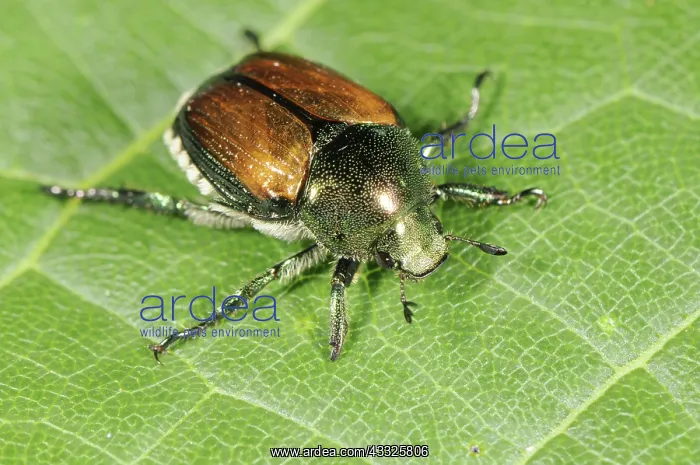 : Japanese Beetle : Japanese Beetle
