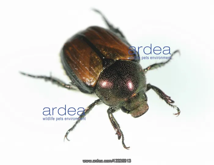 : Japanese Beetle : Japanese Beetle
