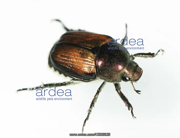 : Japanese Beetle : Japanese Beetle