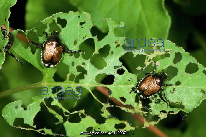 : Japanese Beetles : Japanese Beetles