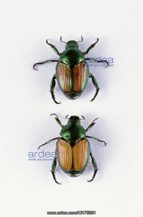 : Japanese Beetles : Japanese Beetles
