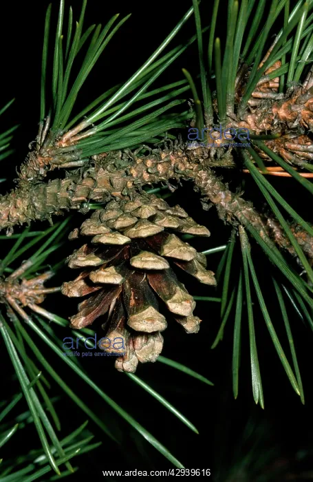 : Japanese Black Pine - close-up of cone & needles : Japanese Black Pine - close-up of cone & needles