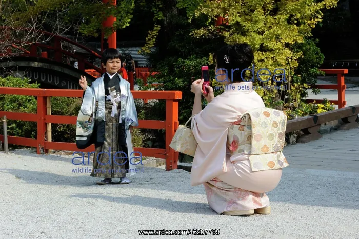  : Japanese boy wearing an ornate Kimono, Hakama culottes