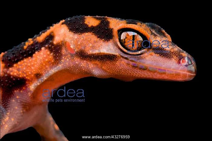 : The Japanese Cave Gecko (Goniurosaurus orientalis) : The Japanese Cave Gecko (Goniurosaurus orientalis)