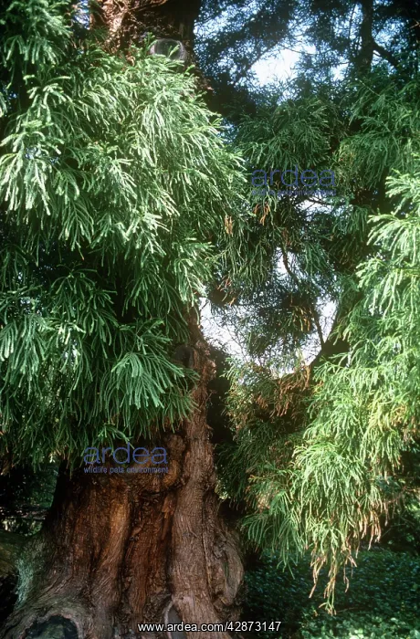 : Japanese Cedar