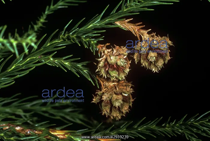 : Japanese Cedar - kernels close up : Japanese Cedar - kernels close up