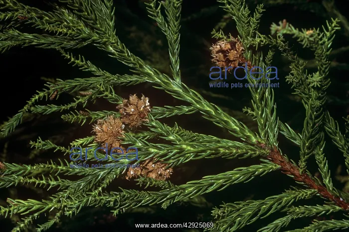 : Japanese Cedar - kernelsS : Japanese Cedar - kernelsS