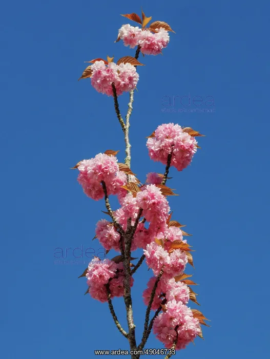 : Japanese cherry : Japanese cherry