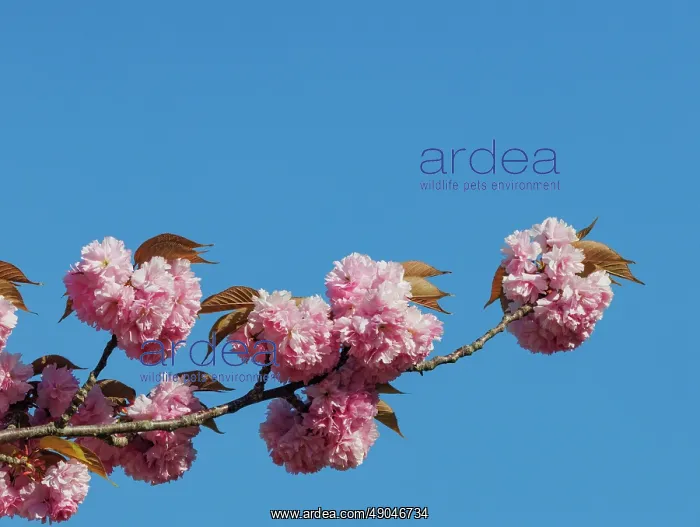 : Japanese cherry : Japanese cherry
