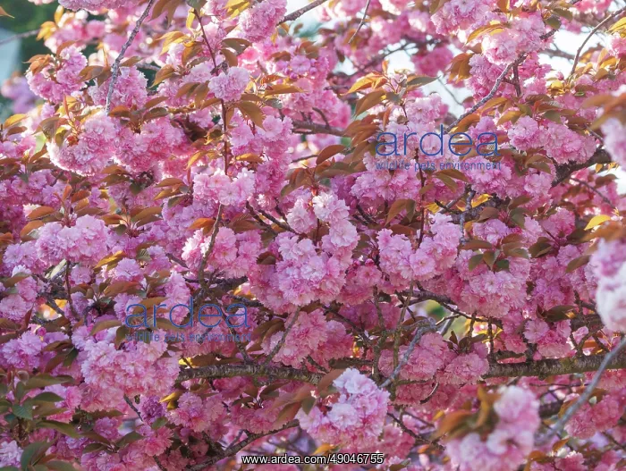 : Japanese cherry : Japanese cherry
