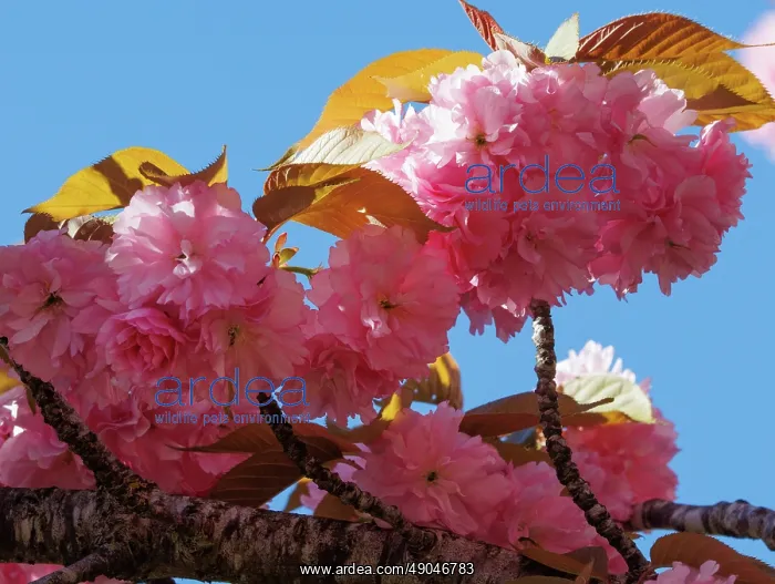 : Japanese cherry : Japanese cherry