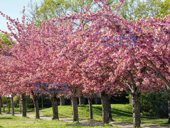 : Japanese cherry : Japanese cherry