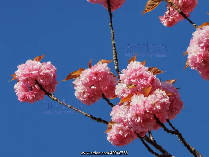 : Japanese cherry : Japanese cherry