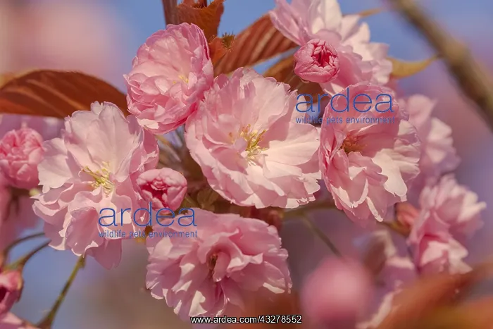  : Japanese cherry - brightly pink blooming flowering